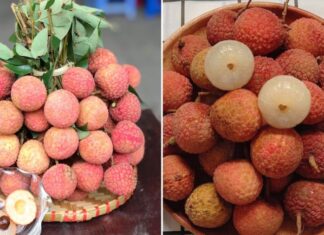 The Perfect Summer Treat: Discover 4 Tips for Choosing the Sweetest and Juiciest Lychees, Free from Worm Infestation