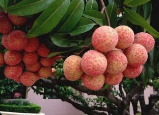 “6 Reasons Why You Should Avoid Eating Mulberries If You Have These Conditions”