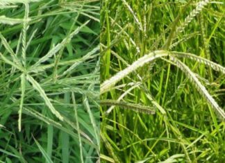 5 Affordable and Accessible Leaves to Combat Hair Loss: A Post-Wash Miracle for Silky Smooth Hair and Visible Regrowth