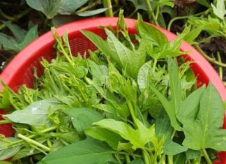 The Ultimate Superfood: A Powerful Cancer-Fighting Vegetable Hiding in Plain Sight