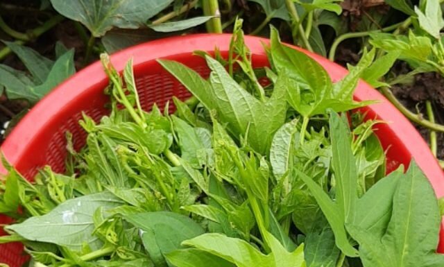 The Ultimate Superfood: A Powerful Cancer-Fighting Vegetable Hiding in Plain Sight