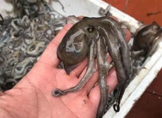 The Ultimate Guide to Discovering the Unique Delicacy of Quang Ninh: A Hidden Gem Now Famous Across the Globe