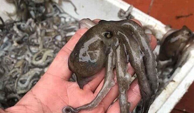 The Ultimate Guide to Discovering the Unique Delicacy of Quang Ninh: A Hidden Gem Now Famous Across the Globe