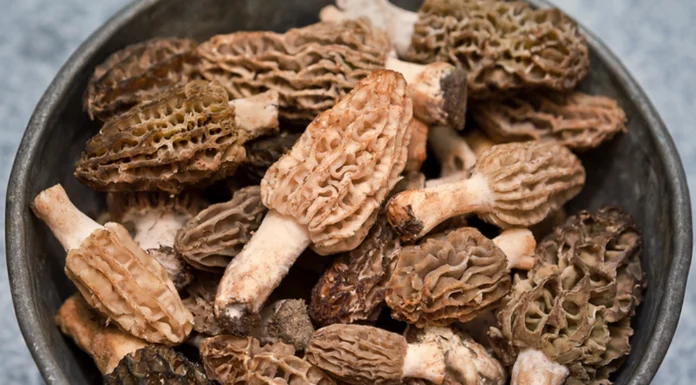 The Ugly Duckling of Delicacies: A Royal Treat Fit for Kings and the Richest of Foodies.