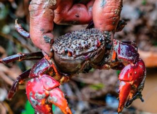 The Ultimate Delicacy from Tra Vinh: A Tasty Treat with a Peculiar Name and Even Stranger Origins