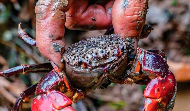 The Ultimate Delicacy from Tra Vinh: A Tasty Treat with a Peculiar Name and Even Stranger Origins