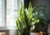 Unleash Wealth and Fortune: 5 Lucky Spots to Place a Snake Plant in Your Home