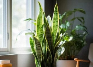 Unleash Wealth and Fortune: 5 Lucky Spots to Place a Snake Plant in Your Home
