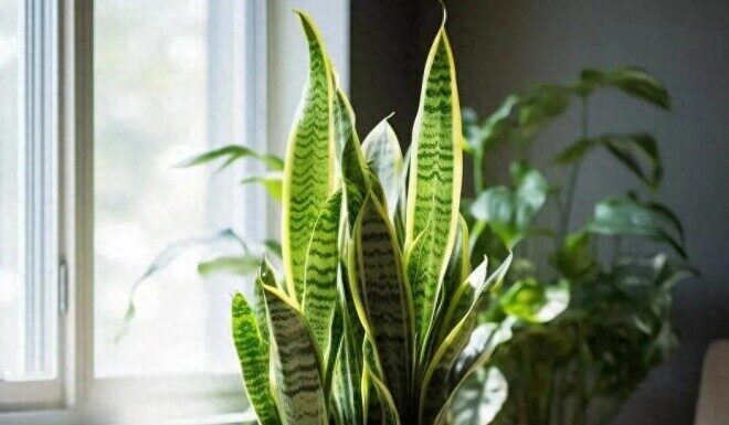 Unleash Wealth and Fortune: 5 Lucky Spots to Place a Snake Plant in Your Home