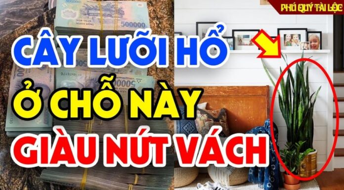 The Golden Spot to Plant Tiger Tongue and Prosper: Where is it?