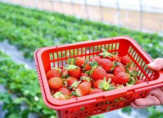 5 Fruits to Eat Daily for a Boosted Immune System, Better Health and Glowing Skin