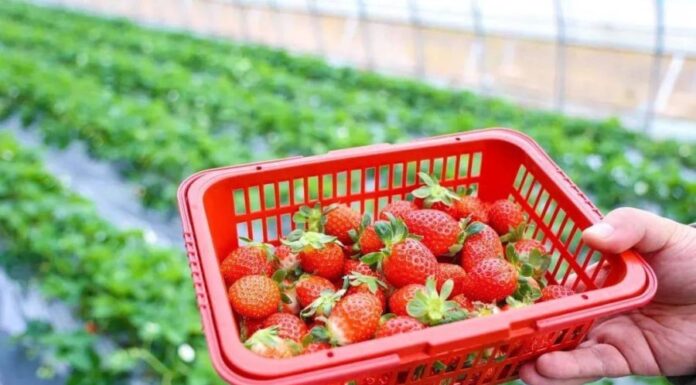 5 Fruits to Eat Daily for a Boosted Immune System, Better Health and Glowing Skin