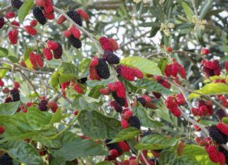 “Ancient Wisdom: The Three Trees and Three Objects to Avoid in Your Home and Garden”