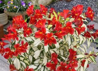 The Ultimate Container Garden King: A Stunning Foliage and Flower Display, Blooming Three Times a Year, Thriving Even in North-Facing Balconies.