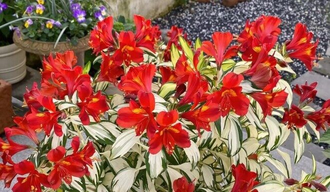 The Ultimate Container Garden King: A Stunning Foliage and Flower Display, Blooming Three Times a Year, Thriving Even in North-Facing Balconies.