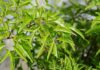 Ginseng for the Masses: Air-Purifying, Easy-to-Grow Wonder Herb