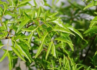 Ginseng for the Masses: Air-Purifying, Easy-to-Grow Wonder Herb