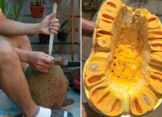 What is the Benefit of Driving a Stake into a Jackfruit Tree?