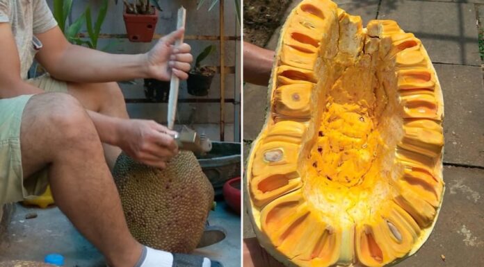 What is the Benefit of Driving a Stake into a Jackfruit Tree?