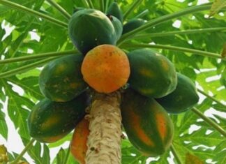 The Ultimate Superfoods: Discover Vietnam’s Top 2 Natural Delights