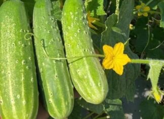 Who Should Avoid Eating Cucumbers?