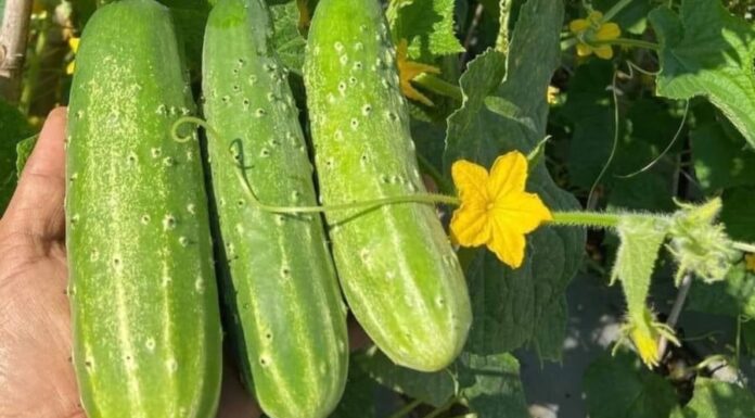 Who Should Avoid Eating Cucumbers?
