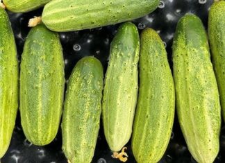 “5 Types of People Who Should Avoid Cucumbers”