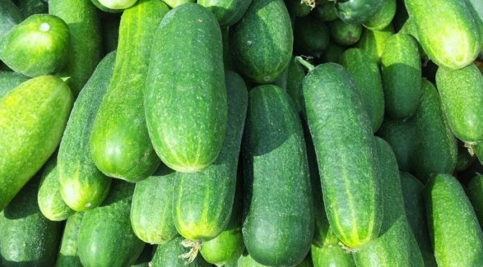Those Who Should Avoid Eating Cucumbers