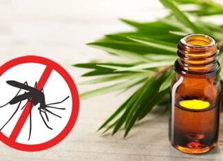 7 Natural Mosquito Repellents That Don’t Involve Chemicals