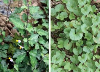 The Ultimate Guide to 5 Wild Herbs for Liver Support