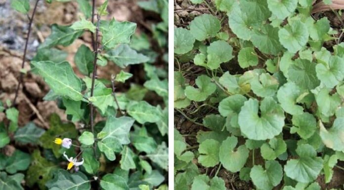 The Ultimate Guide to 5 Wild Herbs for Liver Support