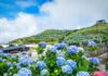 The Ultimate Guide to Witnessing the Breathtaking Hydrangea Bloom at Vietnam’s “Coldest Mountain”