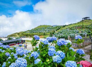 The Ultimate Guide to Witnessing the Breathtaking Hydrangea Bloom at Vietnam’s “Coldest Mountain”