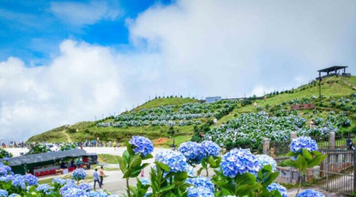 The Ultimate Guide to Witnessing the Breathtaking Hydrangea Bloom at Vietnam’s “Coldest Mountain”