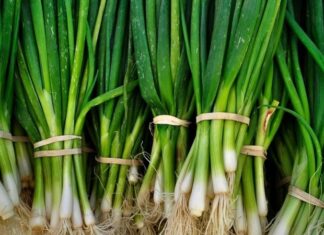 The Magic Spice: A Hidden Vietnamese Superfood Right Under Your Nose