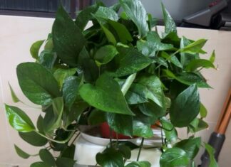 Unleash the “Growth Switch” of your Pothos Plant — Supercharge its Leaves to Shine and Thrive, Creating a Lush Green Curtain.