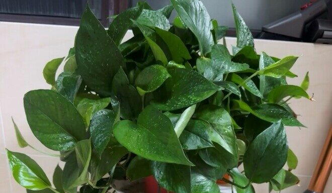 Unleash the “Growth Switch” of your Pothos Plant — Supercharge its Leaves to Shine and Thrive, Creating a Lush Green Curtain.