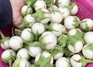 “Summer’s Here: Expert Tips for Brining Crisp, Bright Pickles, Not Dark and Mushy Ones”