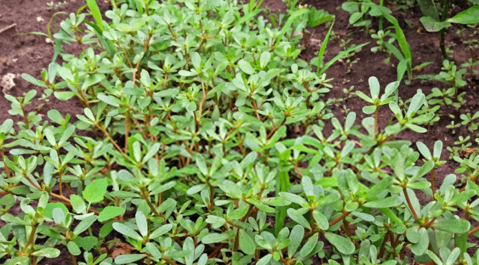 The Ultimate Summer Superfood: A Wild Weed with Health Benefits that Rivals Ginseng, Now Trending in Urban Gardens