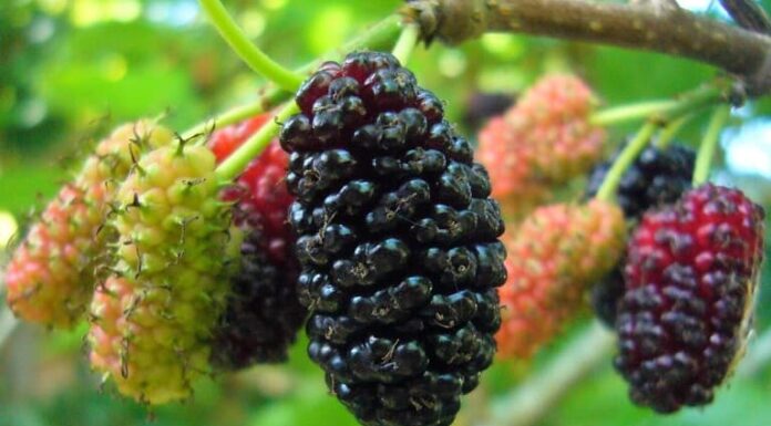 The Ancestral Advice: 4 Plants to Avoid Planting in Your Front Yard or Else You’ll Be Doomed to Poverty, and the Ones to Grow at the Back That Will Attract Wealth Like a Magnet