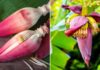 Banana Blossom – A Wild Delicacy with 8 Amazing Health Benefits