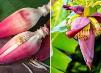 Banana Blossom – A Wild Delicacy with 8 Amazing Health Benefits
