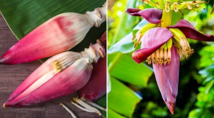 Banana Blossom – A Wild Delicacy with 8 Amazing Health Benefits