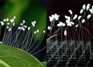 The Astonishing Truth About the Flower That Blooms Once Every 3,000 Years: Witnessing Its Bloom Brings Fortune and Prosperity.