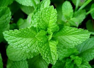 6 Fragrant Herbs and Spices to Supercharge Your Health and Longevity