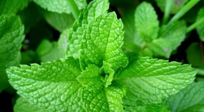 6 Fragrant Herbs and Spices to Supercharge Your Health and Longevity