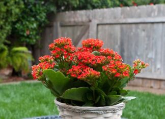 The Ancient Secret to Attracting Wealth and Prosperity: What’s the Best Red Flower to Grow in Your Home?