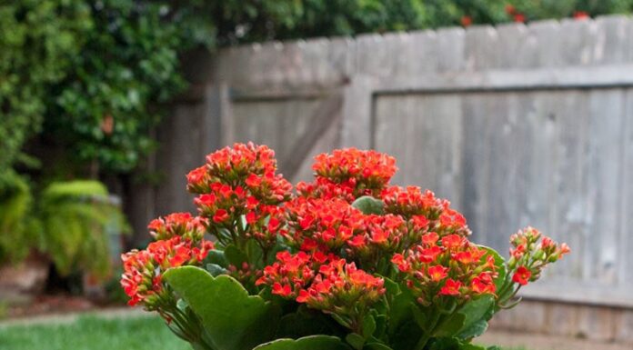 The Ancient Secret to Attracting Wealth and Prosperity: What’s the Best Red Flower to Grow in Your Home?