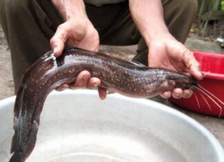 “Wild-Caught Fish: Indulge in the Sweetest Catch of the Day”