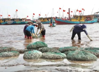 The Busiest Seafood Market in Nam Dinh: Tons of Fish and Shrimp Sold in Just Two Hours